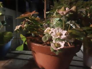 �摜(320x240)�E�g��摜(640x480)