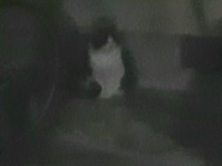 画像(320x240)・拡大画像(640x480)