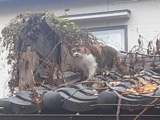 画像(320x240)・拡大画像(640x480)