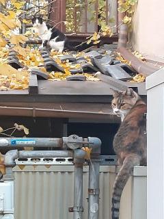 摜(240x320)Eg摜(480x640)