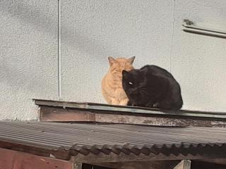 画像(320x240)・拡大画像(640x480)