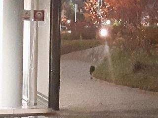 画像(320x240)・拡大画像(640x480)