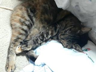 画像(320x240)・拡大画像(640x480)