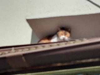 画像(320x240)・拡大画像(640x480)