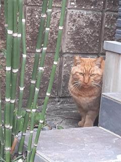 �摜(240x320)�E�g��摜(480x640)