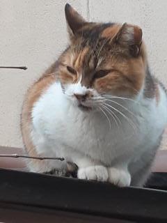 �摜(240x320)�E�g��摜(480x640)