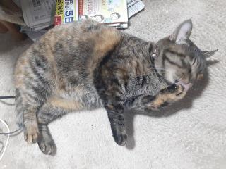 画像(320x240)・拡大画像(640x480)