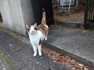 画像(320x240)・拡大画像(640x480)