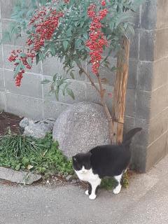 �摜(240x320)�E�g��摜(480x640)