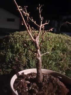 画像(240x320)・拡大画像(480x640)