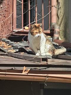 �摜(240x320)�E�g��摜(480x640)