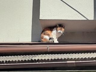 画像(320x240)・拡大画像(640x480)