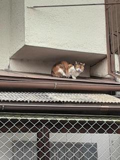 �摜(240x320)�E�g��摜(480x640)