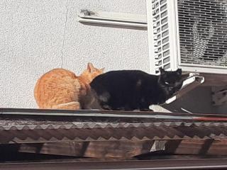 画像(320x240)・拡大画像(640x480)