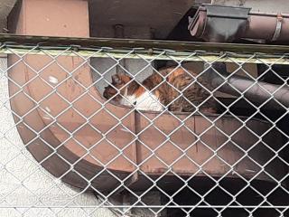 画像(320x240)・拡大画像(640x480)