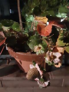 �摜(240x320)�E�g��摜(480x640)