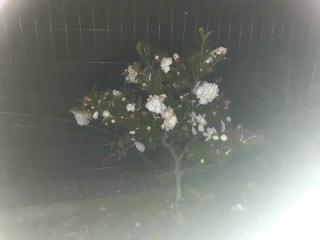 �摜(320x240)�E�g��摜(640x480)