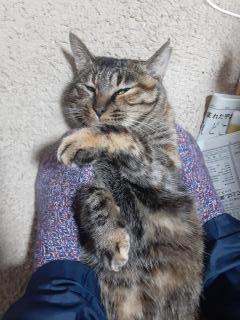 �摜(240x320)�E�g��摜(480x640)