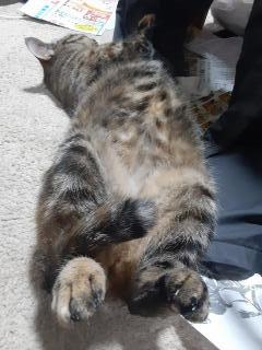 �摜(240x320)�E�g��摜(480x640)