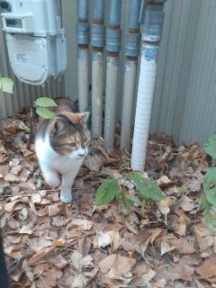 画像(240x320)・拡大画像(480x640)