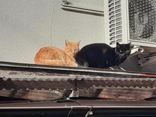 画像(320x240)・拡大画像(640x480)