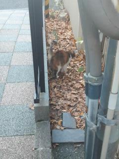 画像(240x320)・拡大画像(480x640)