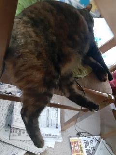 �摜(240x320)�E�g��摜(480x640)