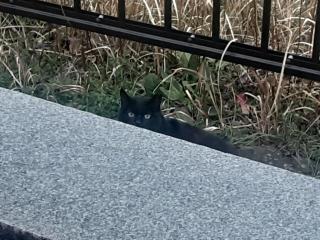 画像(320x240)・拡大画像(640x480)