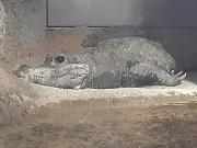 画像(180x135)・拡大画像(640x480)