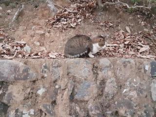 画像(320x240)・拡大画像(640x480)