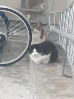 画像(240x320)・拡大画像(480x640)