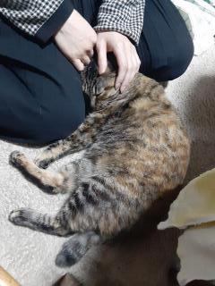 �摜(240x320)�E�g��摜(480x640)