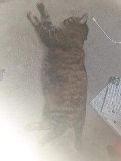 画像(240x320)・拡大画像(480x640)