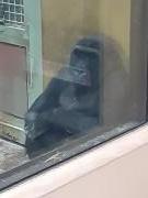 画像(135x180)・拡大画像(480x640)