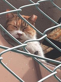 画像(240x320)・拡大画像(480x640)