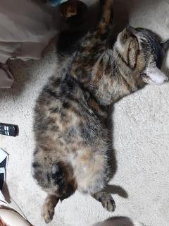 �摜(240x320)�E�g��摜(480x640)