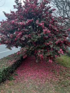 画像(240x320)・拡大画像(480x640)