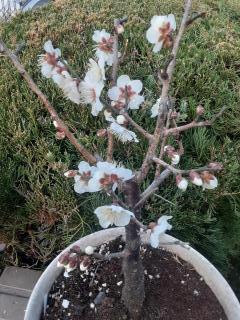 �摜(240x320)�E�g��摜(480x640)