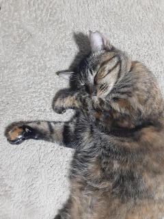 �摜(240x320)�E�g��摜(480x640)