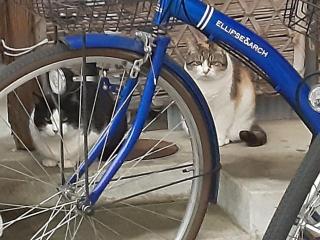 画像(320x240)・拡大画像(640x480)