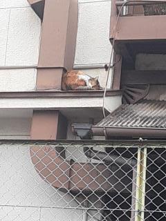 �摜(240x320)�E�g��摜(480x640)