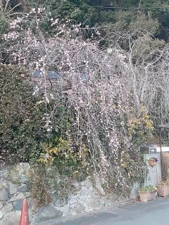 画像(240x320)・拡大画像(480x640)