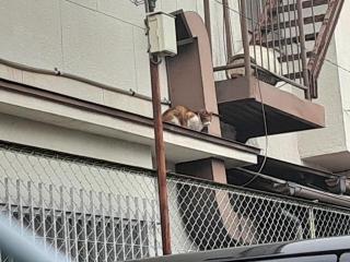 �摜(320x240)�E�g��摜(640x480)