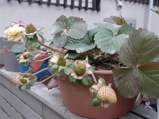 �摜(320x240)�E�g��摜(640x480)