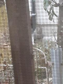 �摜(240x320)�E�g��摜(480x640)