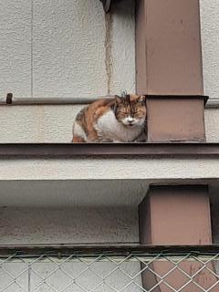 �摜(240x320)�E�g��摜(480x640)