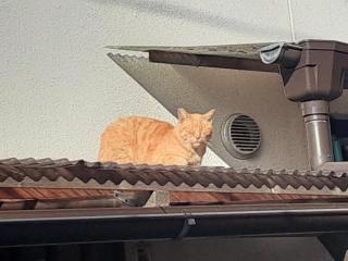 画像(320x240)・拡大画像(640x480)