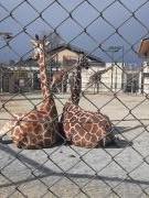 画像(135x180)・拡大画像(480x640)