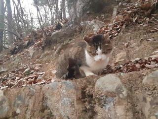 画像(320x240)・拡大画像(640x480)