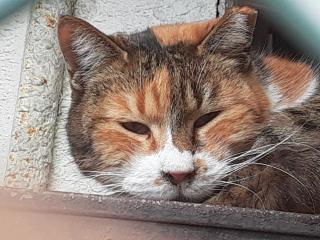 画像(320x240)・拡大画像(640x480)